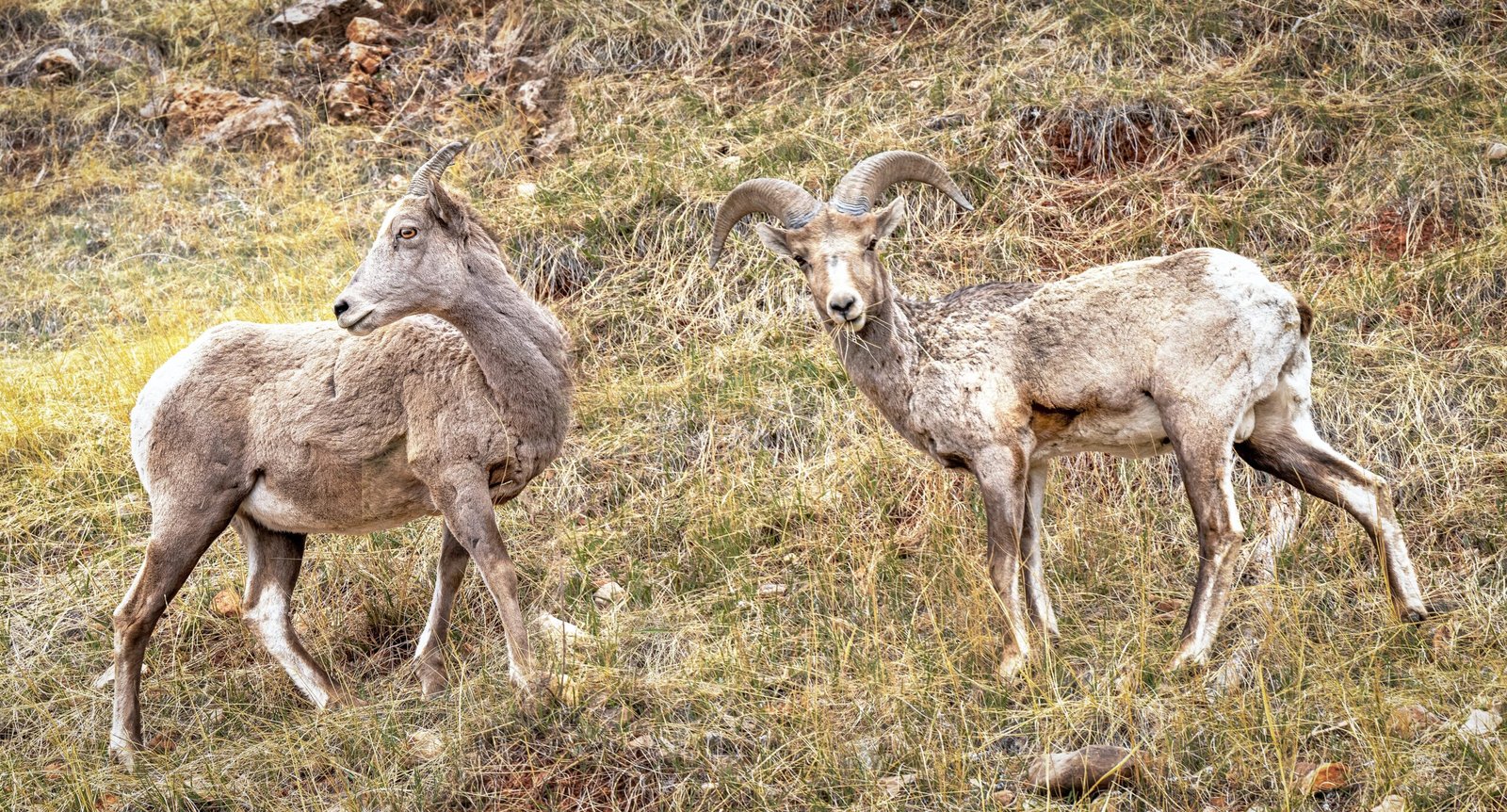 a couple of goats walk through a grassy field