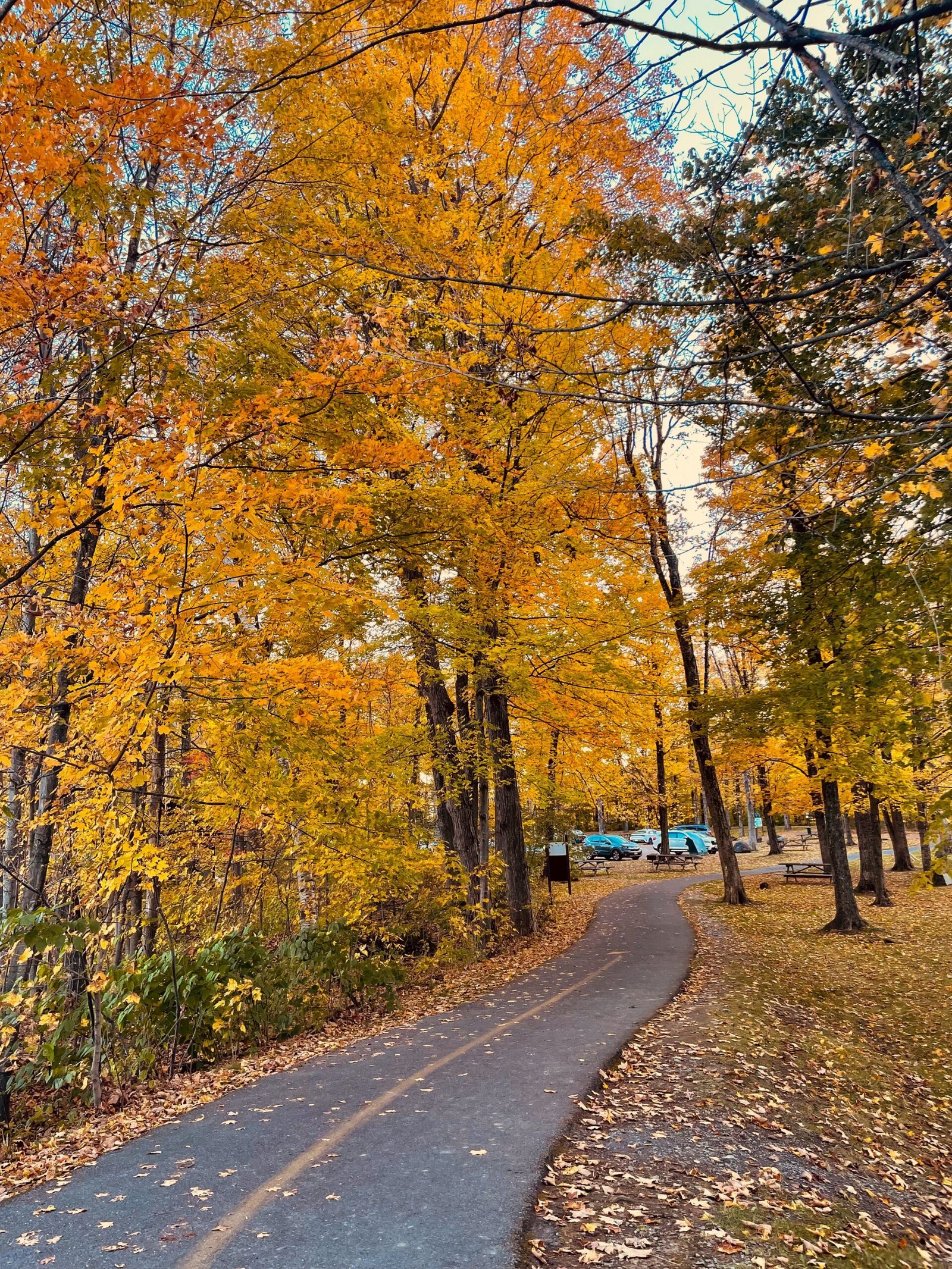 a road surrounded by trees with yellow and orange leaves