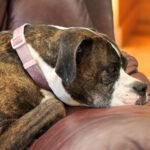 Overcoming Pet Separation Anxiety: Top 10 Ways to Ease Your Furry Friend’s Distress