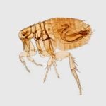 How to Identify and Treat Fleas and Ticks: The Latest Trends and Effective Solutions