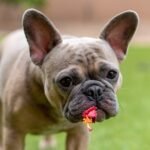 Natural Remedies for Pet Allergies: Latest Trends and Effective Solutions