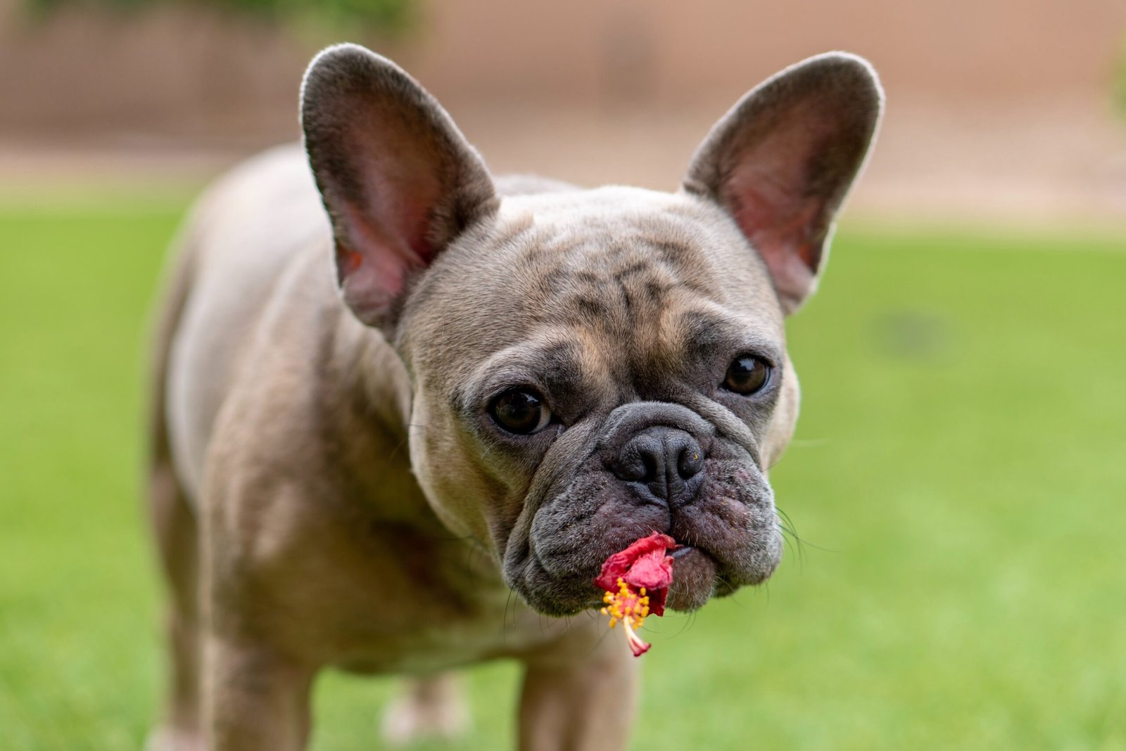 Natural Remedies for Pet Allergies: Latest Trends and Effective Solutions