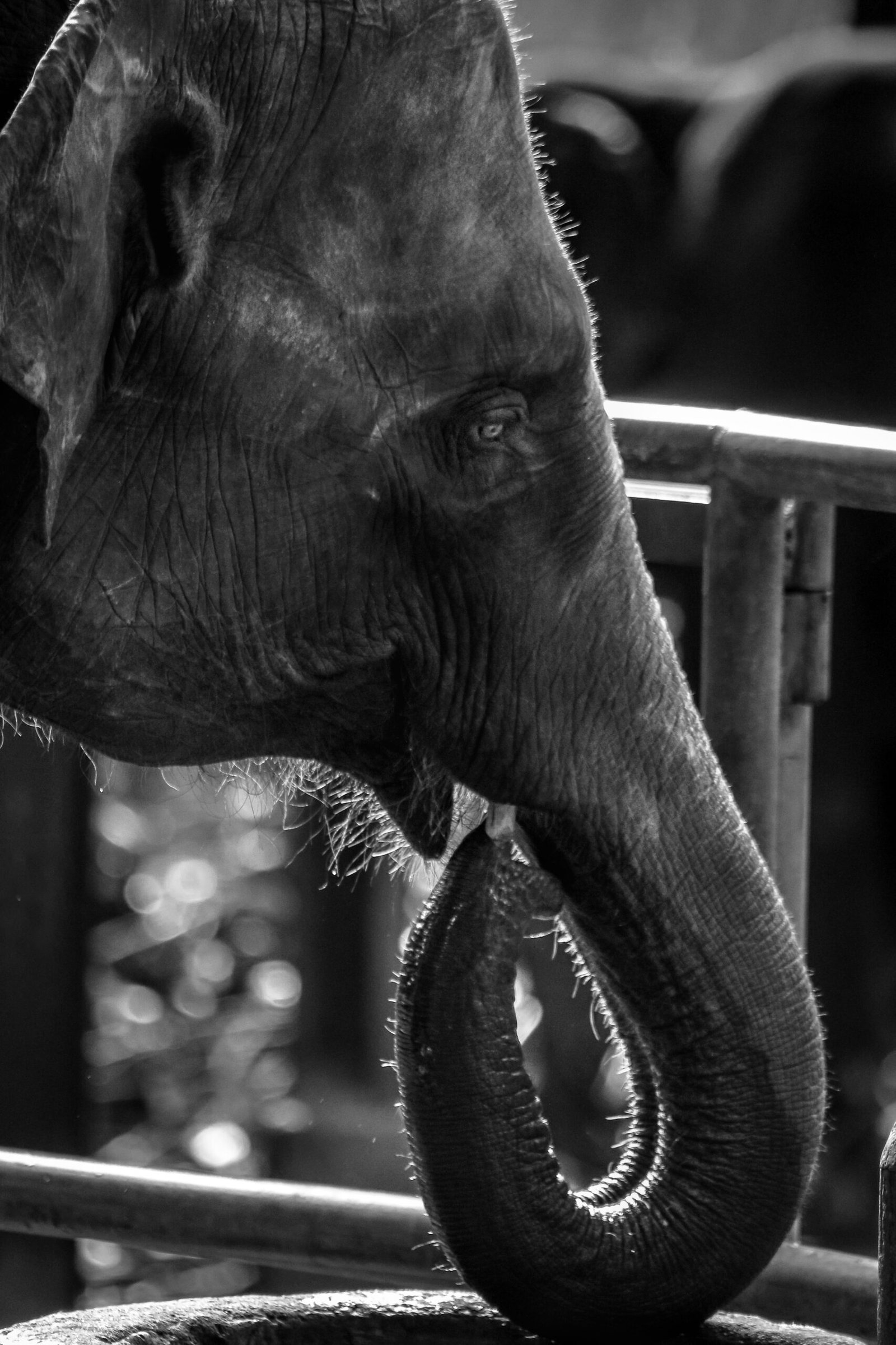 elephant in grayscale photography during daytime