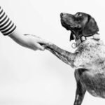 The Ultimate Guide to Teaching Your Dog Tricks: Top 10 Ways to Train Your Pup