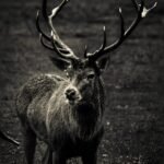 The Ultimate Guide to Bucks: Unveiling the Secrets of These Majestic Creatures