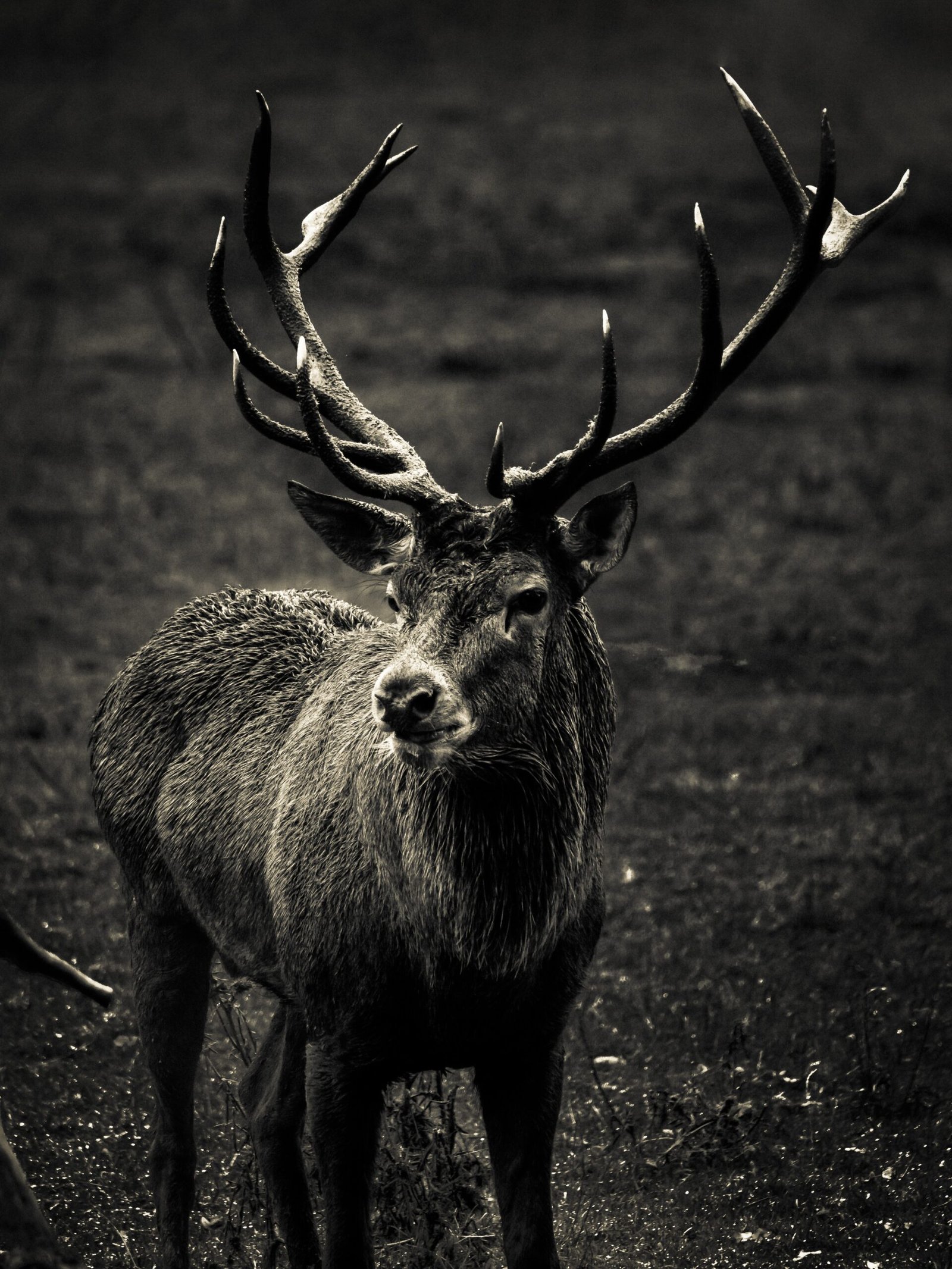 The Ultimate Guide to Bucks: Unveiling the Secrets of These Majestic Creatures