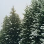The Ultimate Guide to Christmas Trees: Trends, Tips, and Latest News