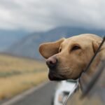 Top 10 Ways to Travel with Pets: A Comprehensive Guide