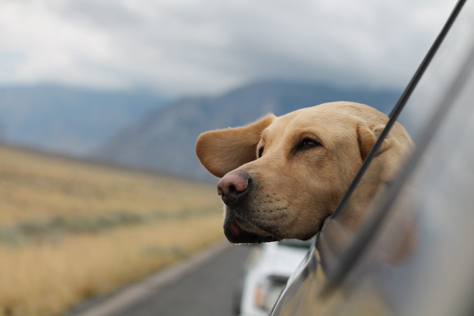 Top 10 Ways to Travel with Pets: A Comprehensive Guide