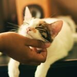 The Complete Guide to Cat Adoption: How to Find Your Perfect Feline Companion