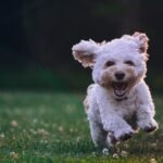 The Latest Trends in Dog Walking Services: How to Choose the Best for Your Furry Friend