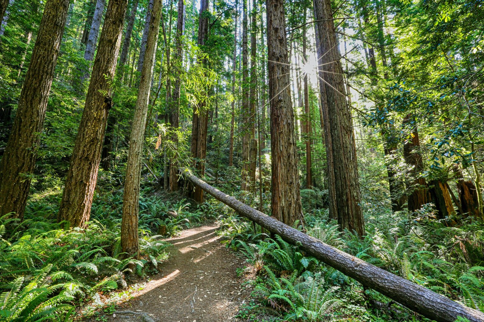 Exploring the Coastal Beauty and Rich History of Mendocino, California