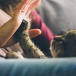 Top 10 Tips for Responsible Pet Ownership: A Guide to Happy and Healthy Pets