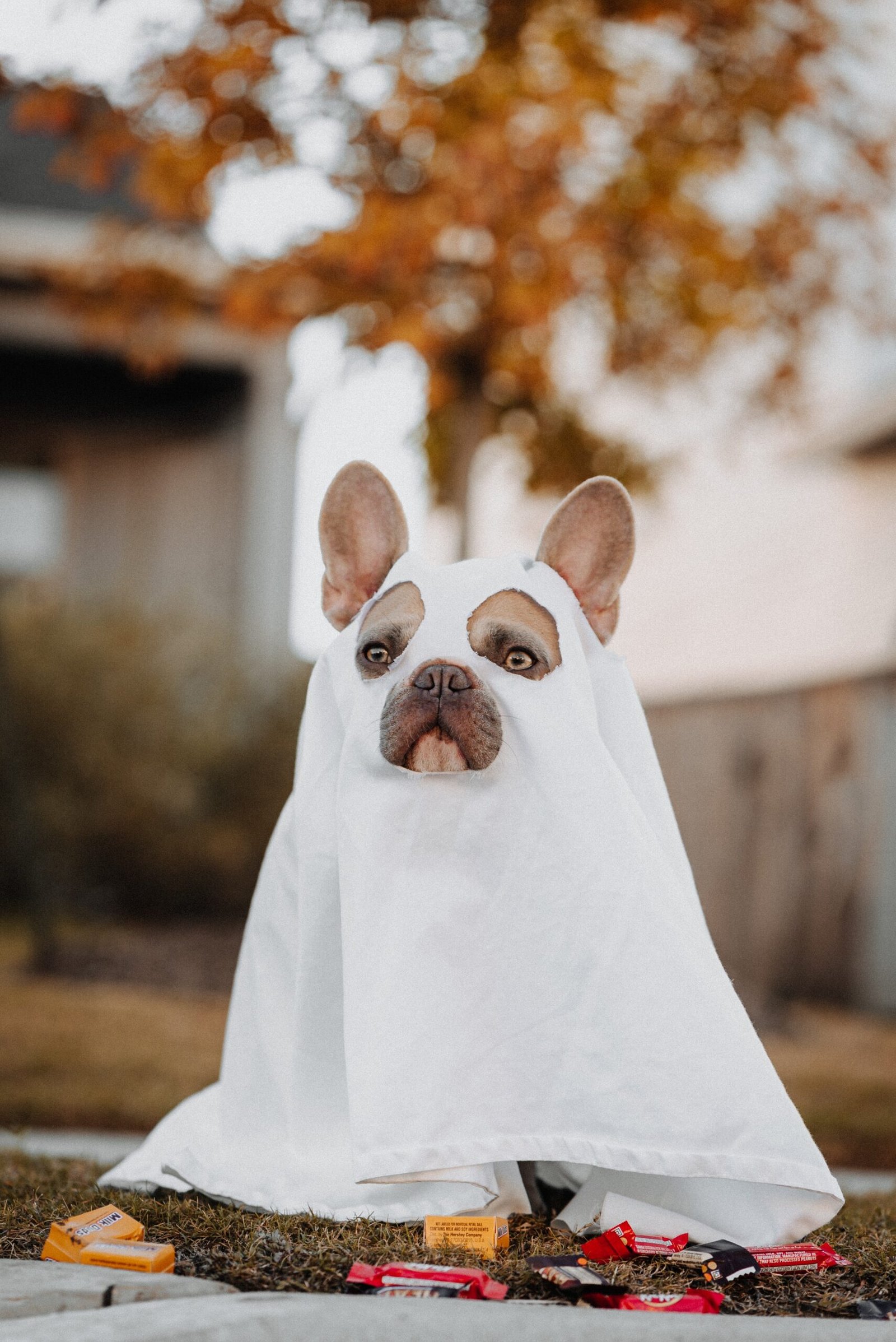 white french bulldog puppy covered with white textile