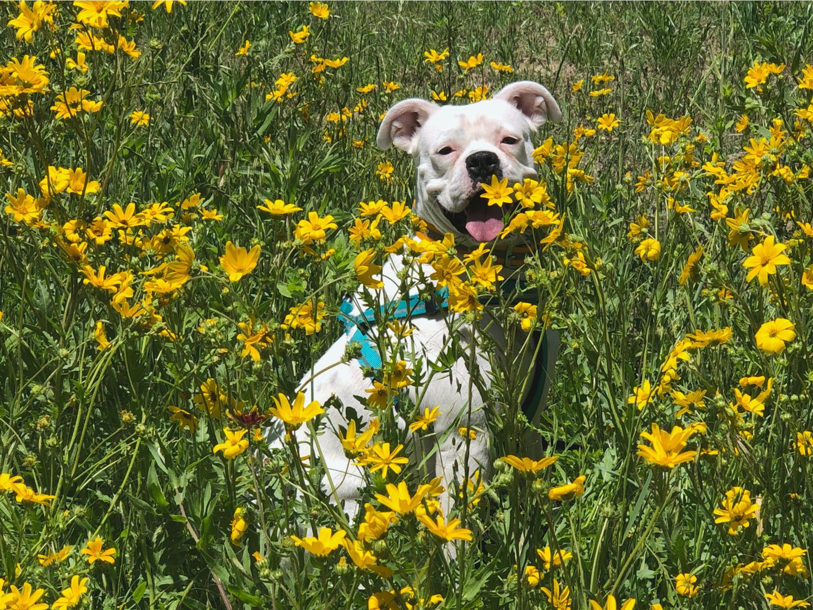 white short coated dog on yellow flower field during daytime