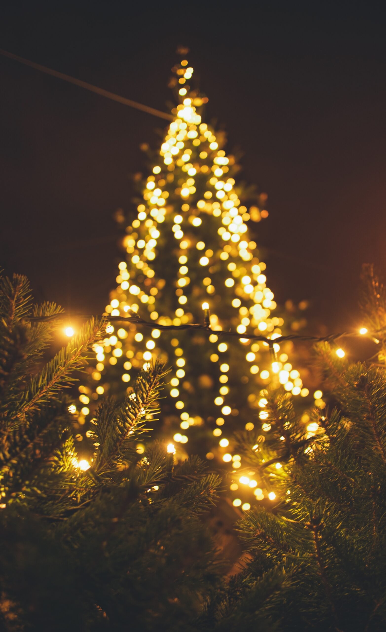 yellow-lighted Christmas tree