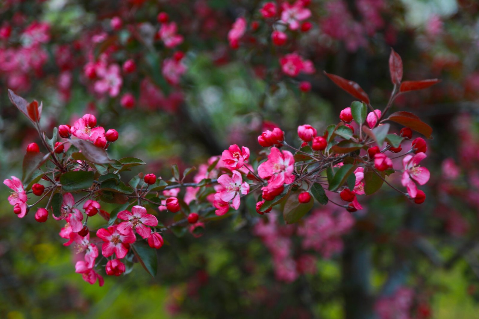 a bush with pink flowers and green leaves