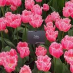 Exploring the Enchanting Beauty of Keukenhof Gardens, Netherlands