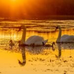 Exploring the Enchanting Danube Delta: A Natural Wonder in Romania