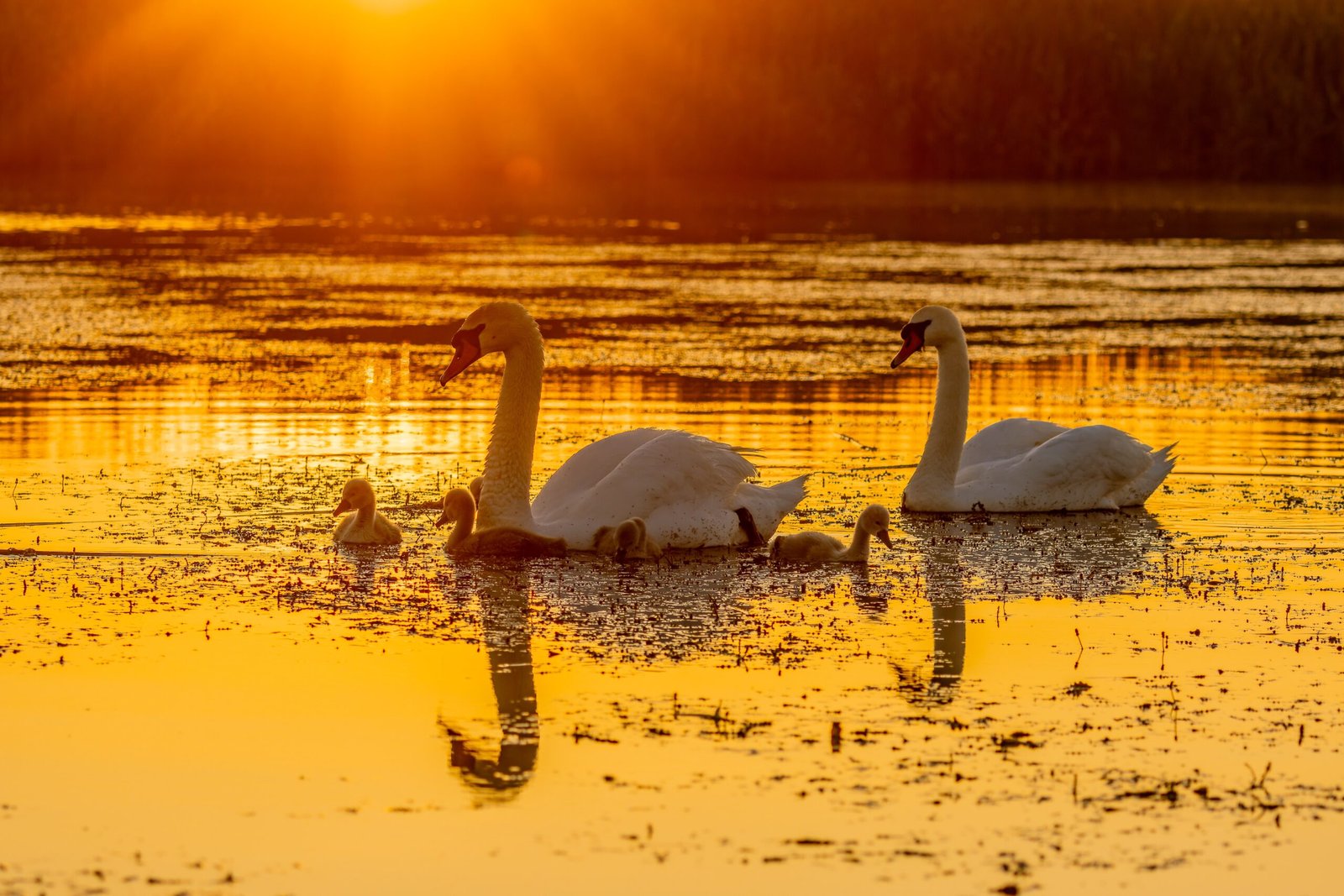 Exploring the Enchanting Danube Delta: A Natural Wonder in Romania