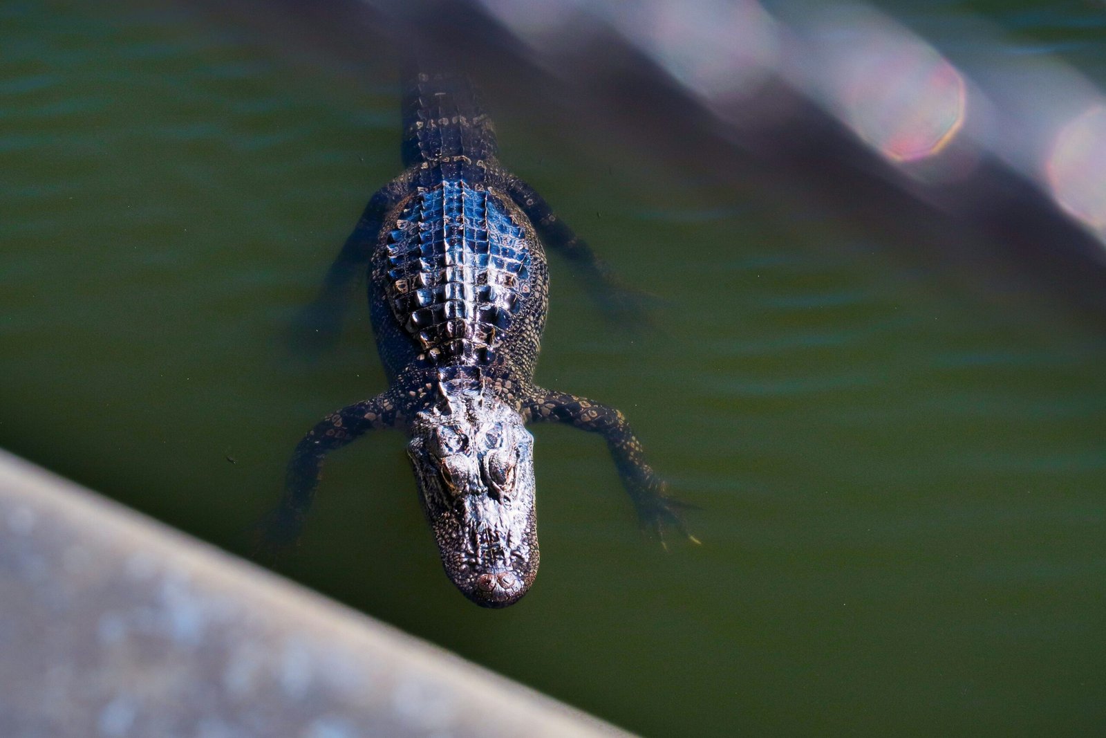 Exploring the Charm and Vibrancy of Gainesville, Florida