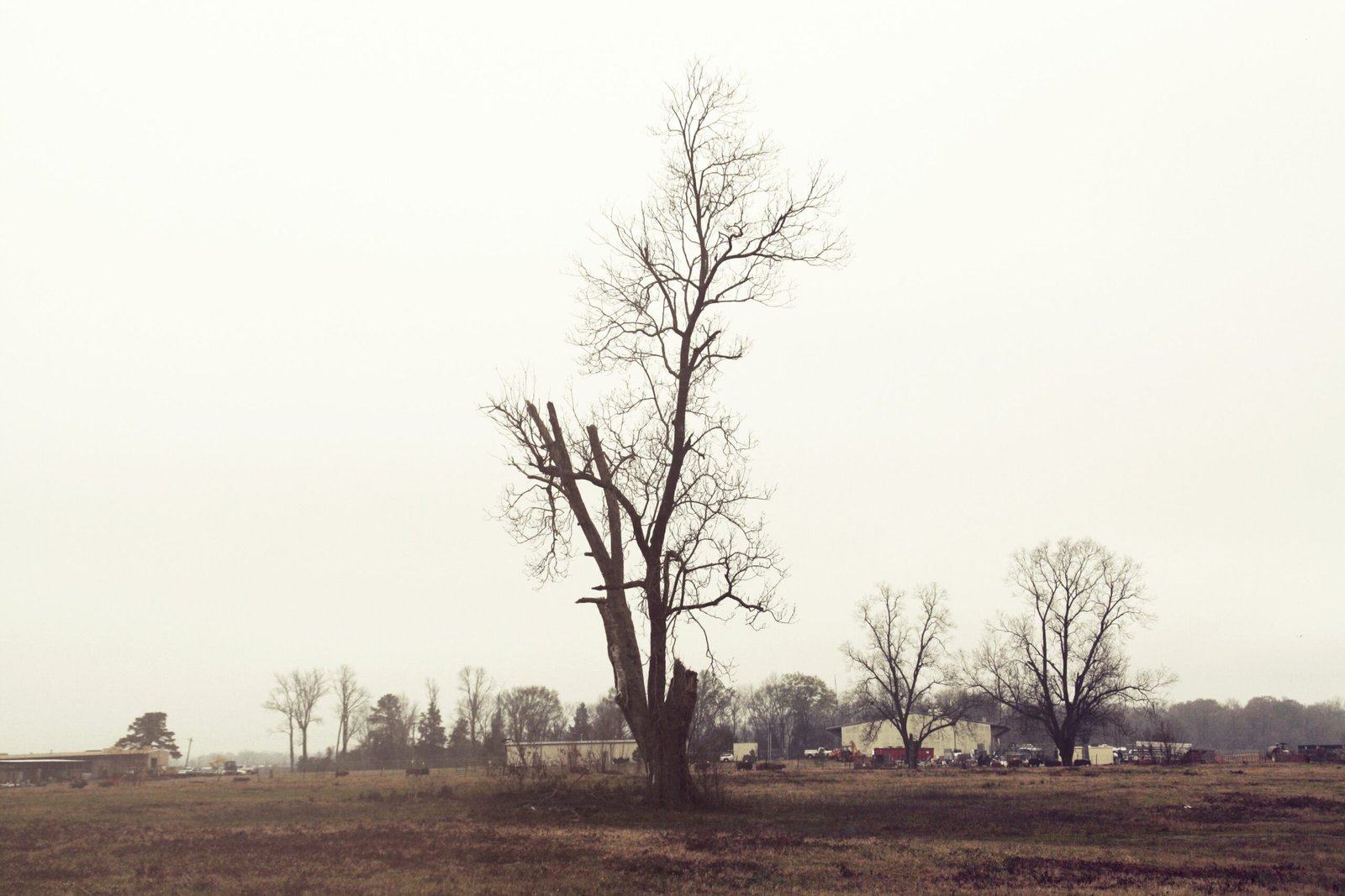 a lone tree in a field with a house in the background