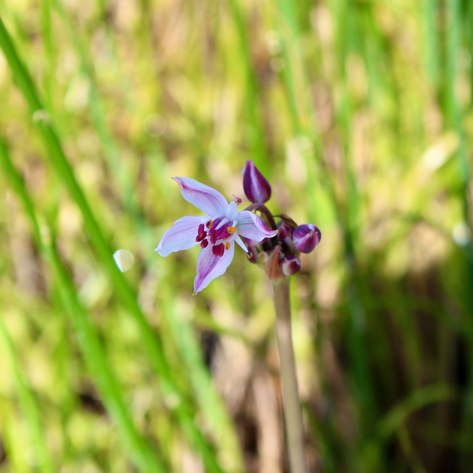 a purple and white flower in a grassy area