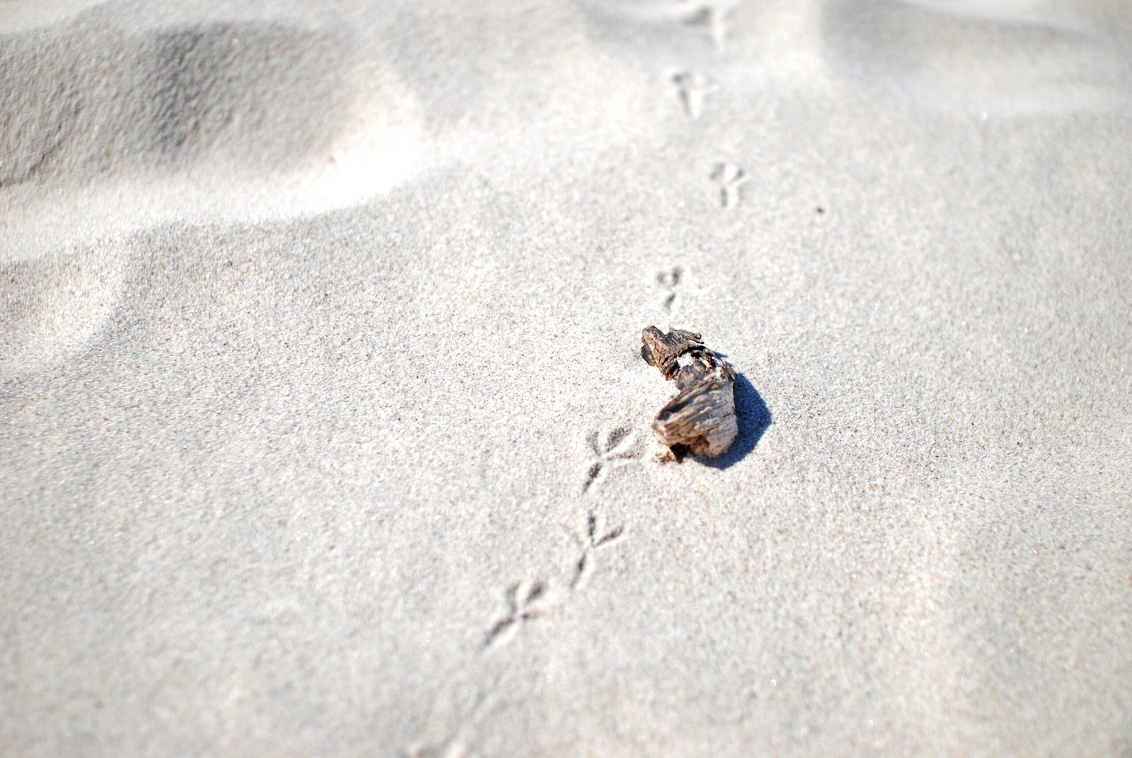 Exploring the Natural Beauty of Curonian Spit National Park, Lithuania