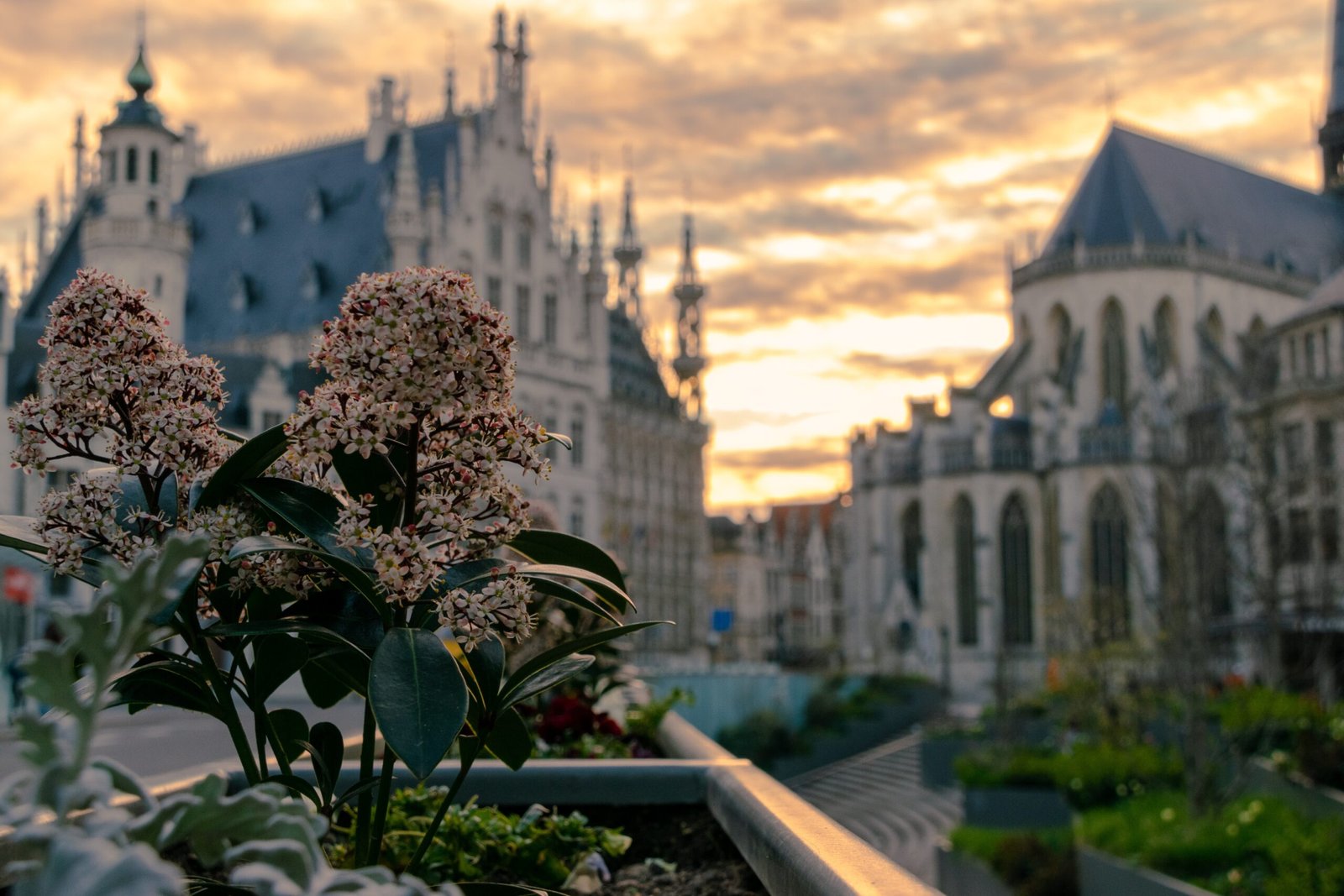 a view of a building with flowers in the foreground