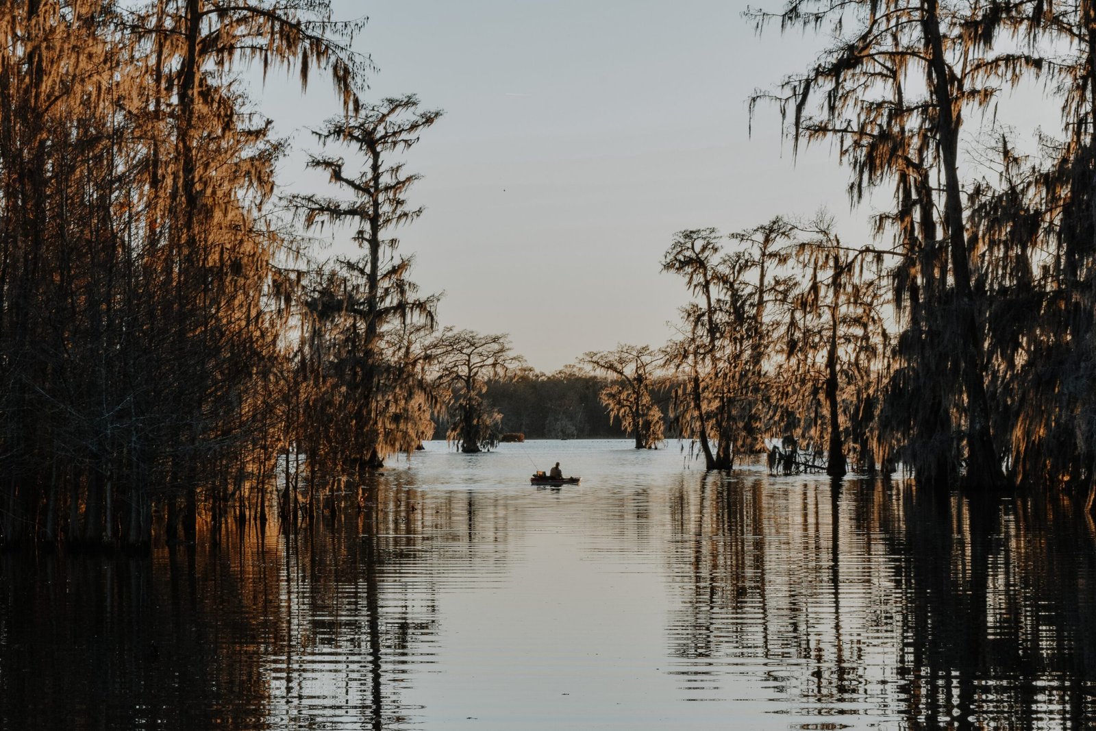 body of water surrounded by trees during daytime