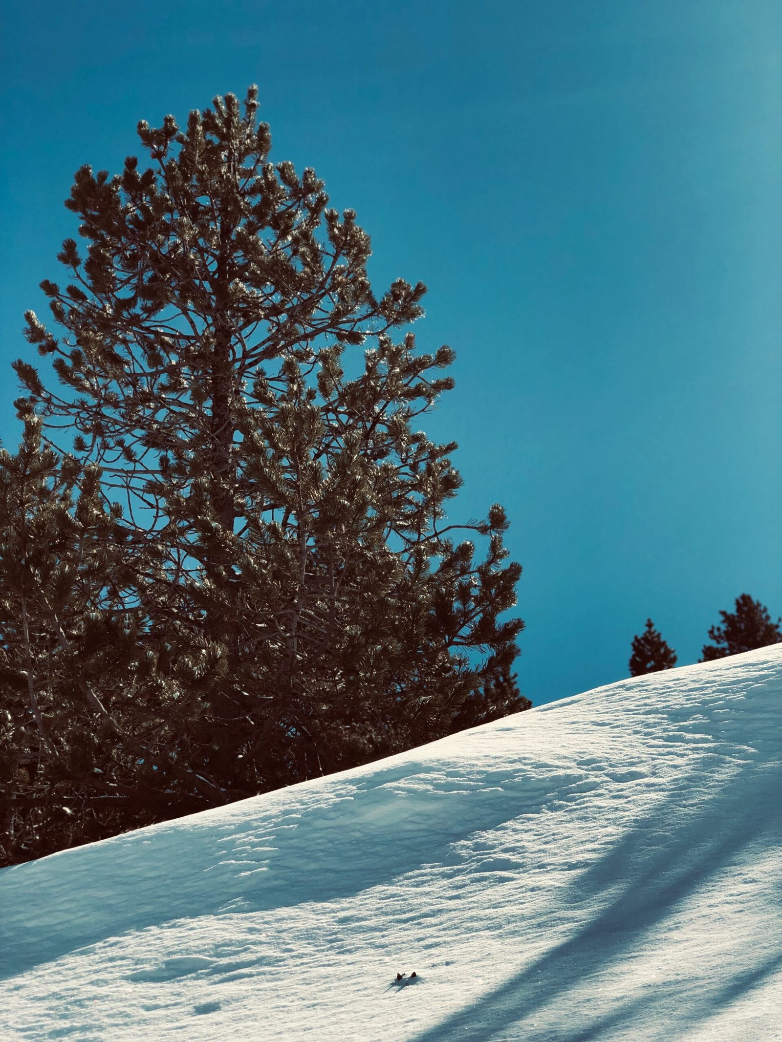 green trees covered by snow