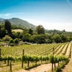 Exploring the Beauty of Sonoma, California: A Guide to the Top Attractions and Latest News