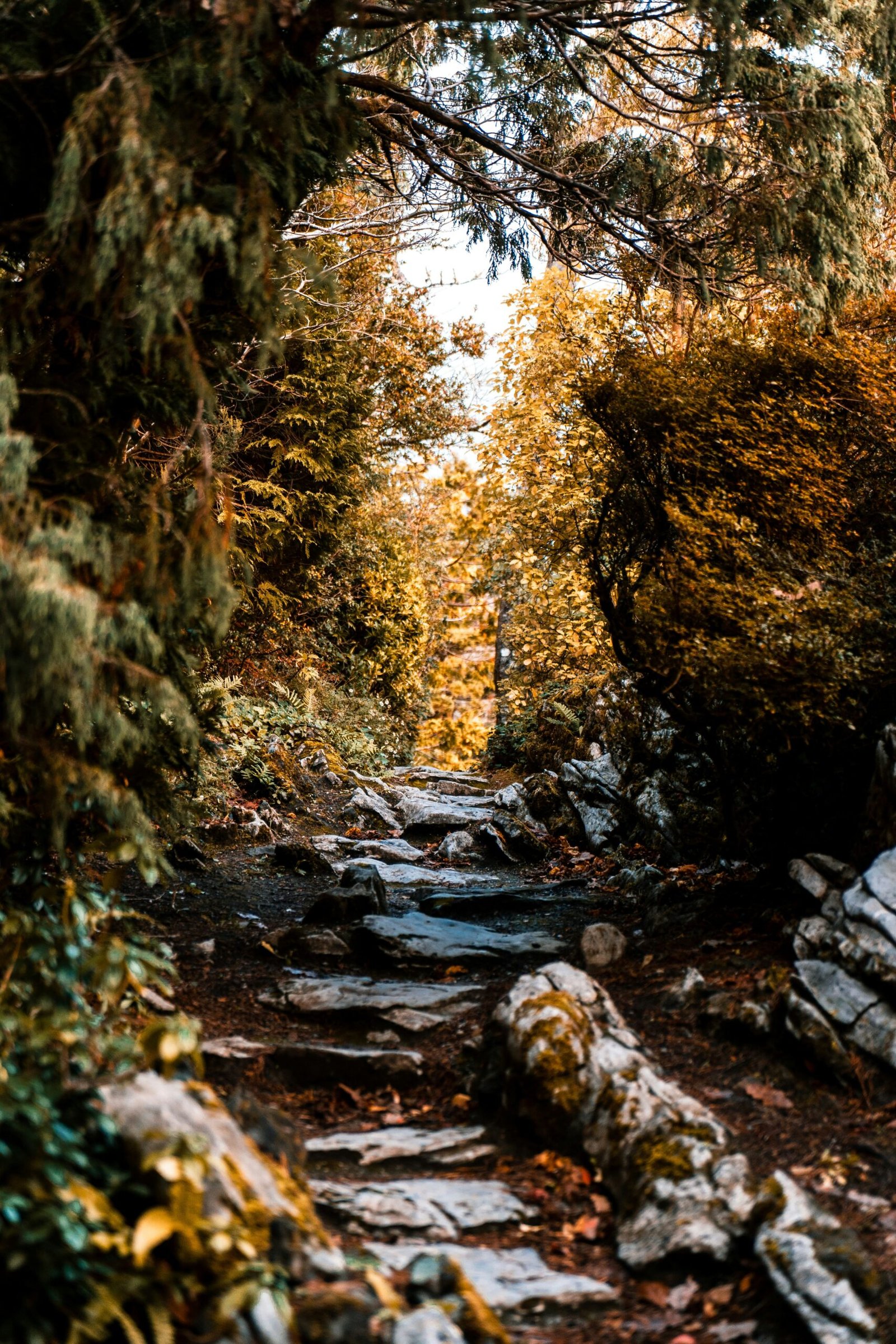 Exploring the Natural Beauty of Killarney National Park, Ireland