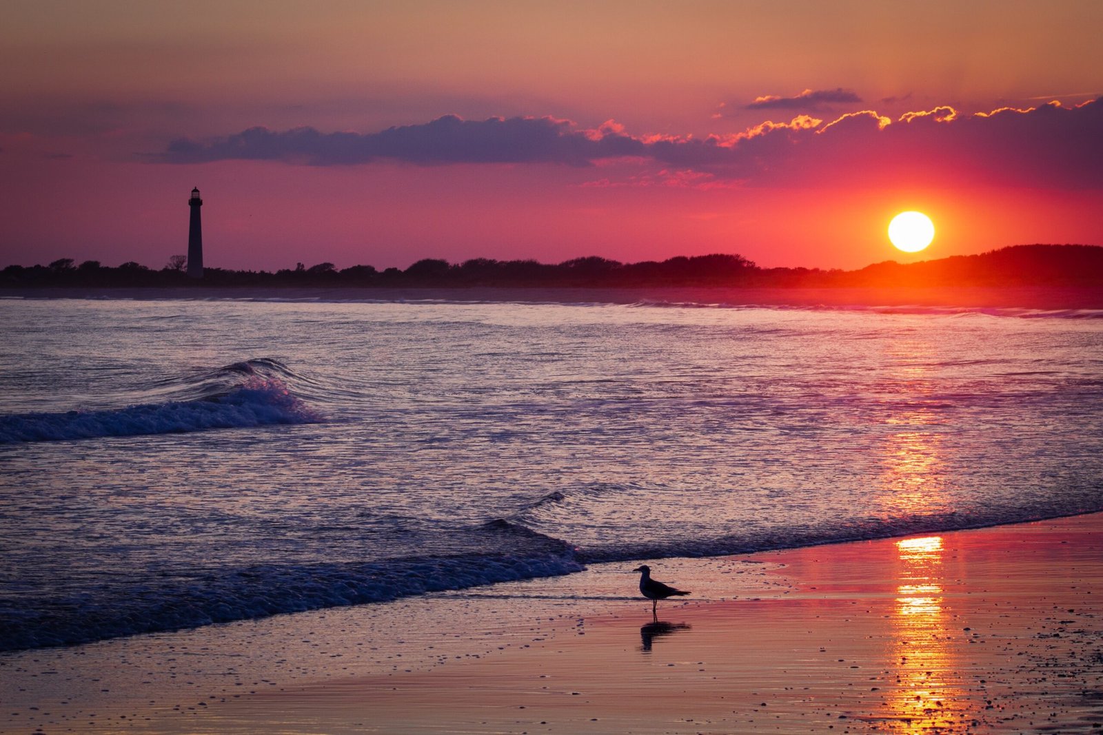 silhouette photography of bird on seashore during golden houir