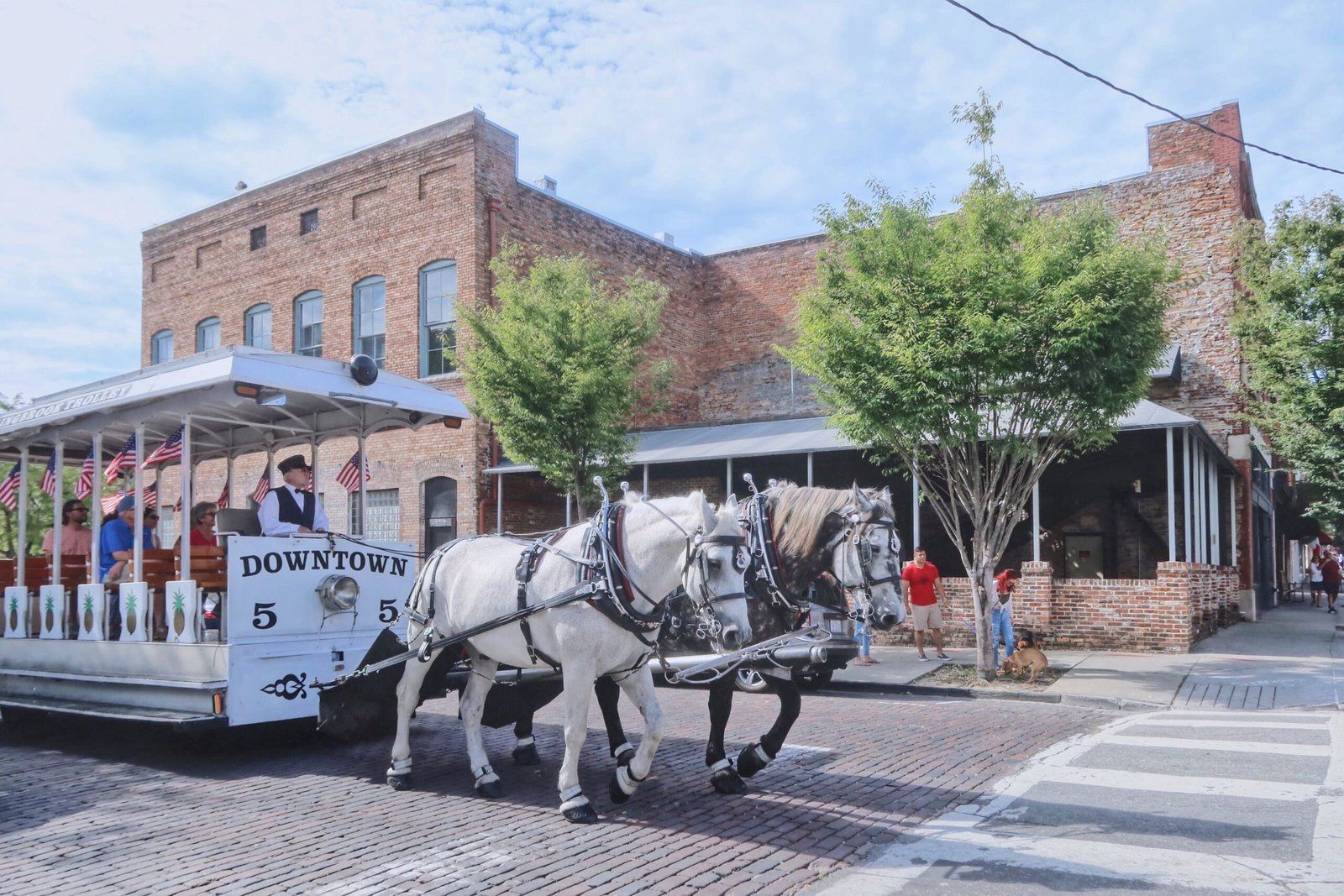 white horse with carriage on street during daytime