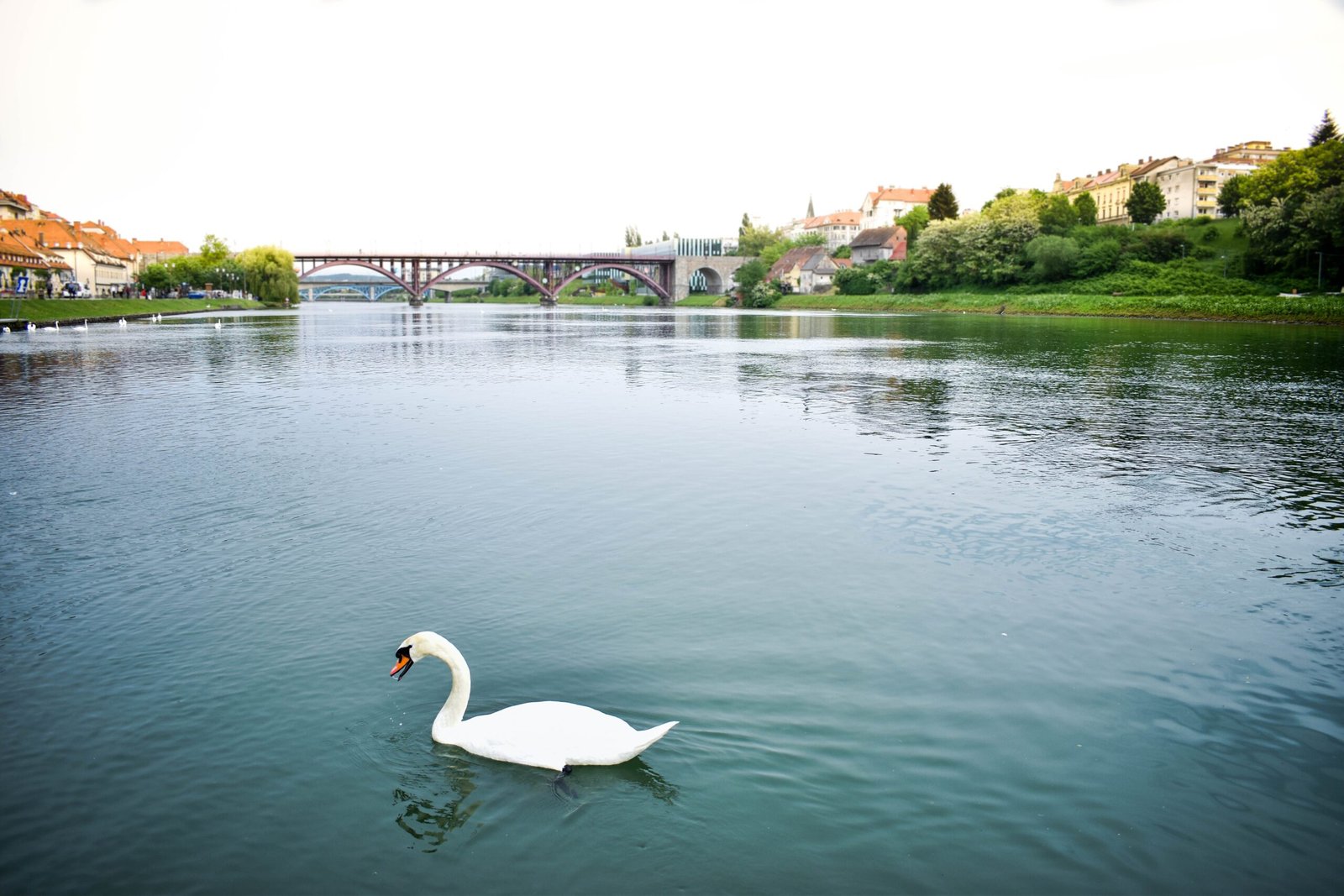 white swan on water during daytime